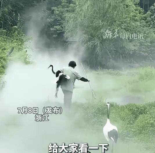 “太有意境了！”浙江，饲养员大妈看到丹顶鹤不愿意回家，就一把抱走其中一只丹顶鹤，
