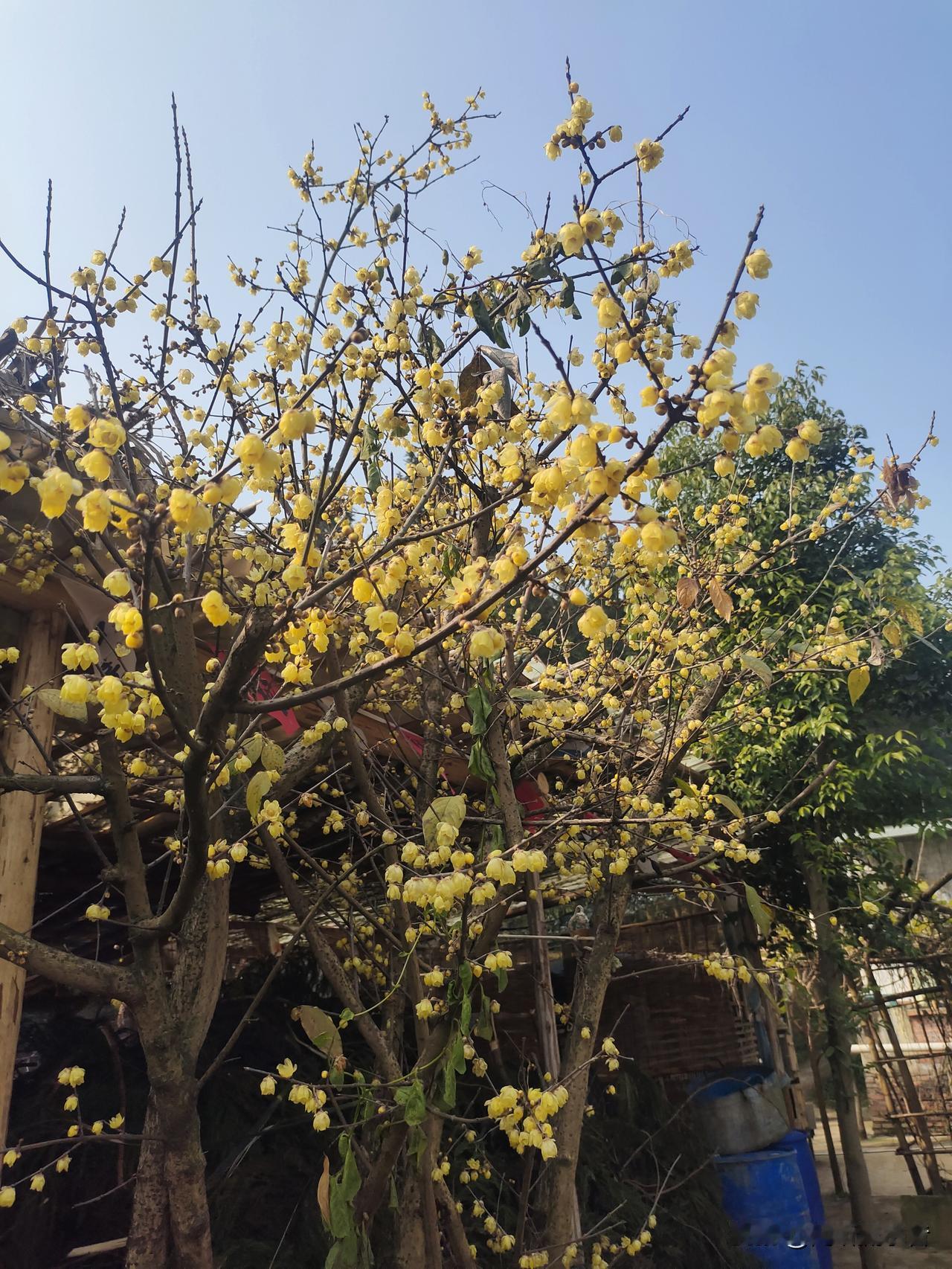 我家的腊梅树
 
这两天天气晴好，我家院里的腊梅全开了。满树金黄的小花，在光秃秃