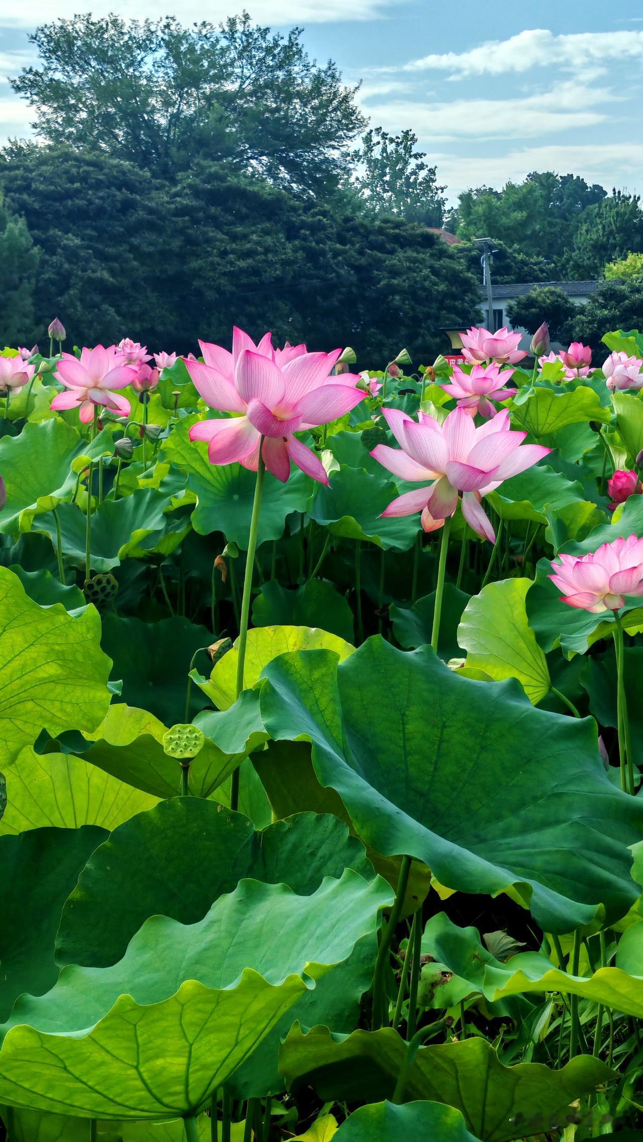 京山市孙桥镇花苑台村，又是一年荷花开，赏花正当时！