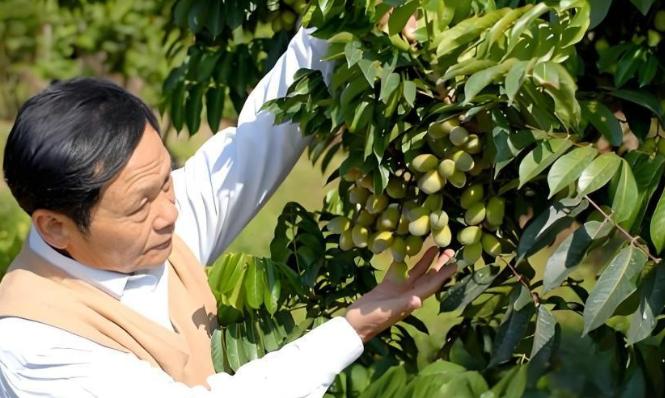 广东一位68岁的老人，为了种植1000亩橄榄树，借债1200万，搞得自己妻离子散