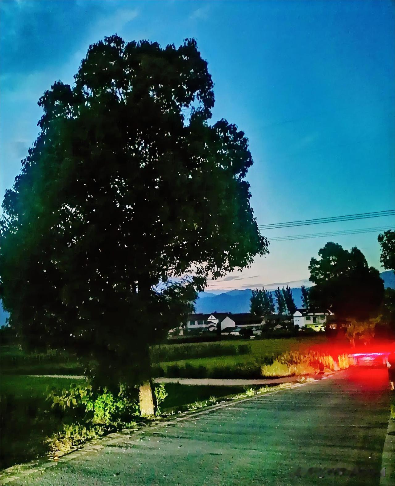 《大树（西安李林摄于汉中城固）》