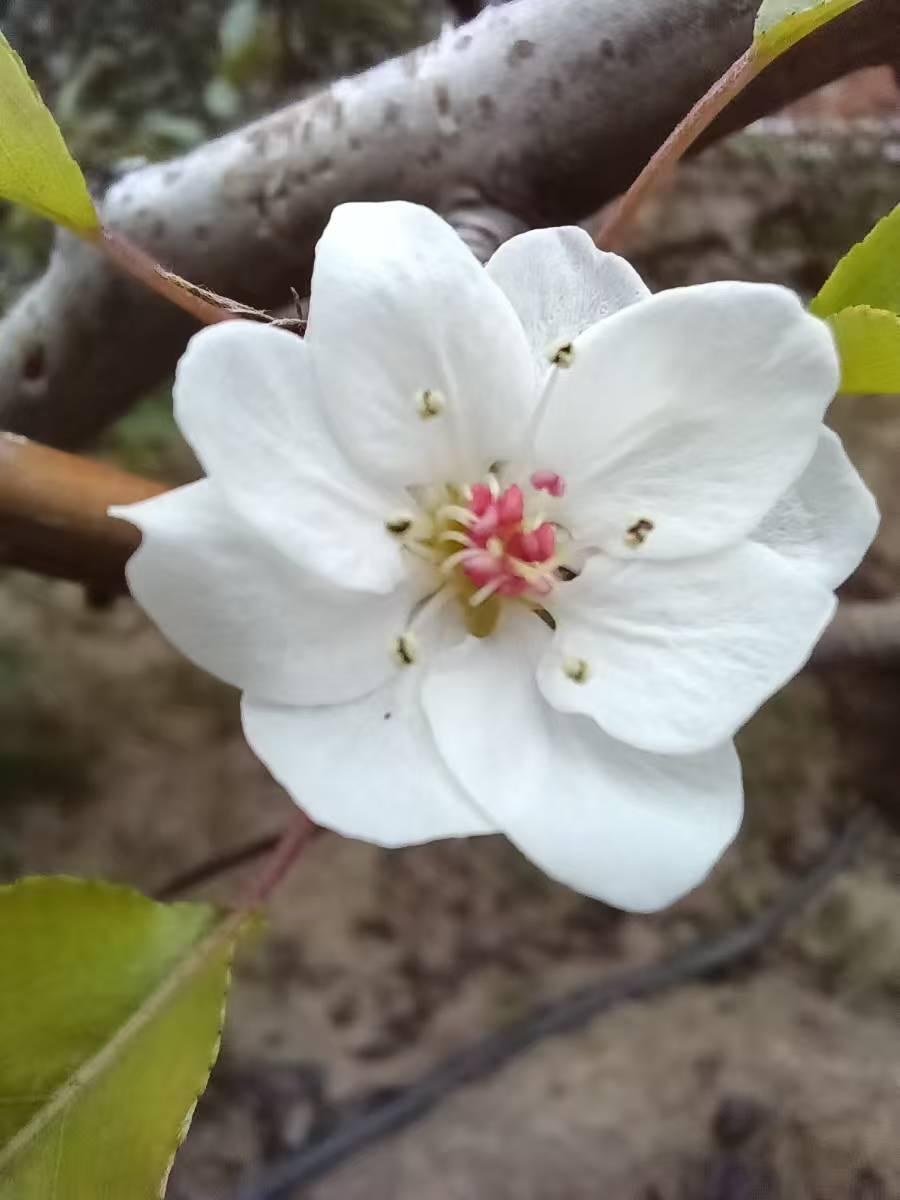 《七律.天津的夜空》
         平水韵

作者：黄学勤

乙已年十月二十
