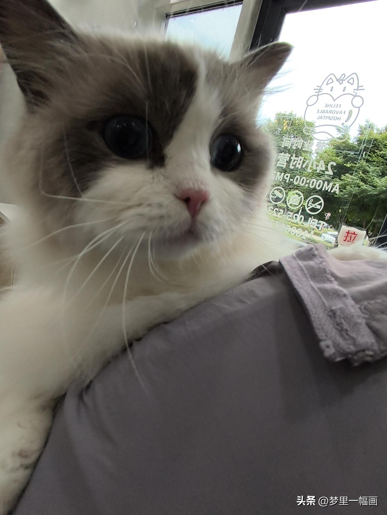 现在养猫的人越来越多，养猫不需要主人花多少时间和精力。最重要的是它不需要像养狗一