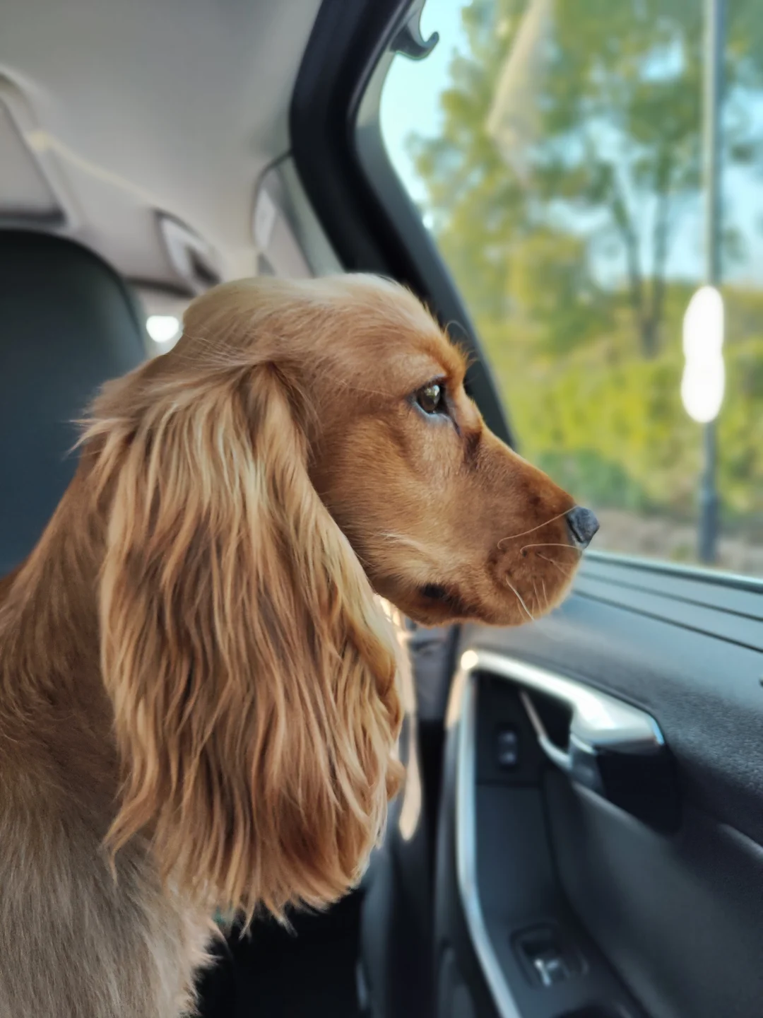 晕车小狗，难得的美照