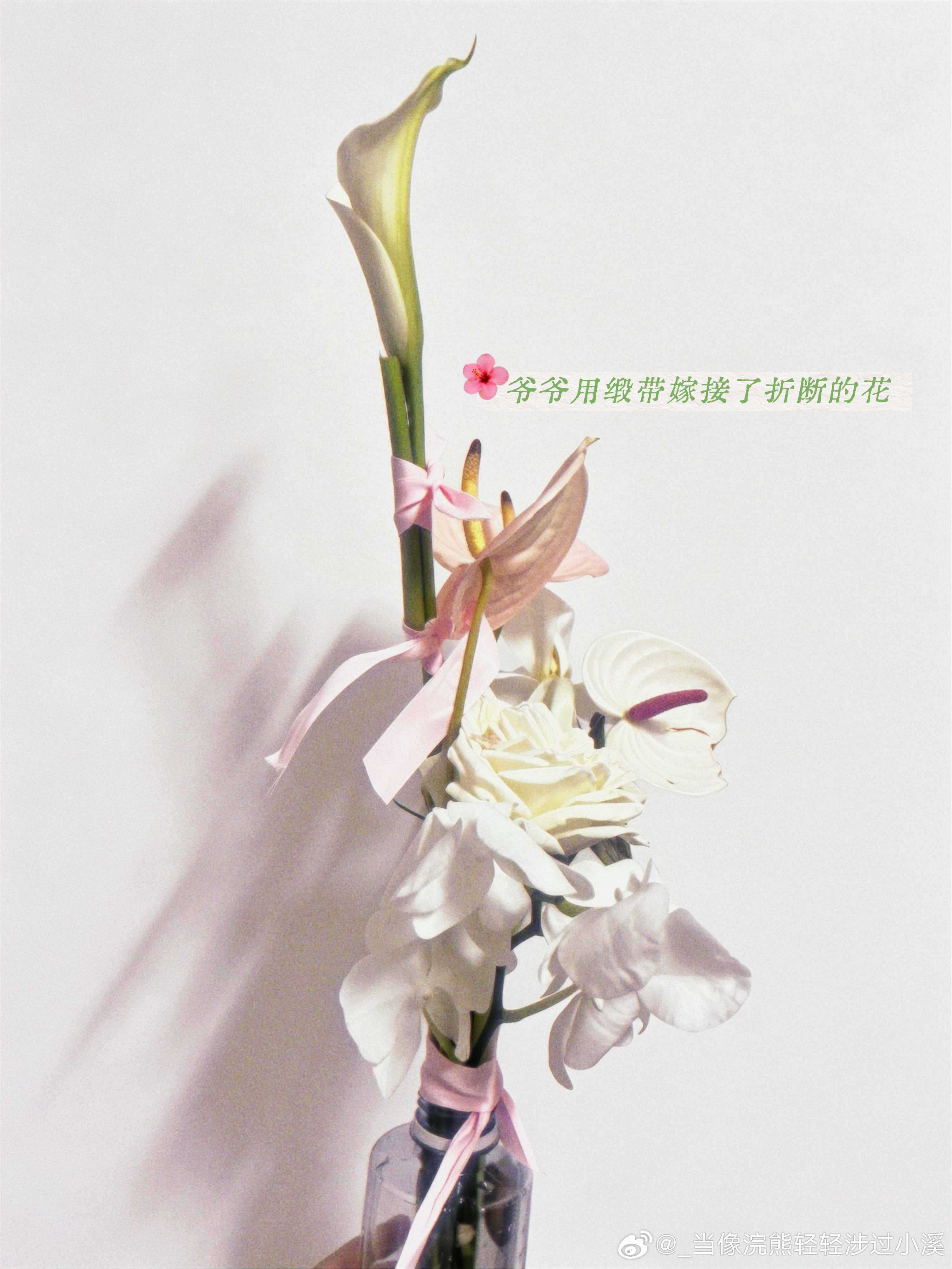 把室友姐给我的花带回了，爷爷和我一起整理了还活着的，我说这朵折了就算了，他一定要