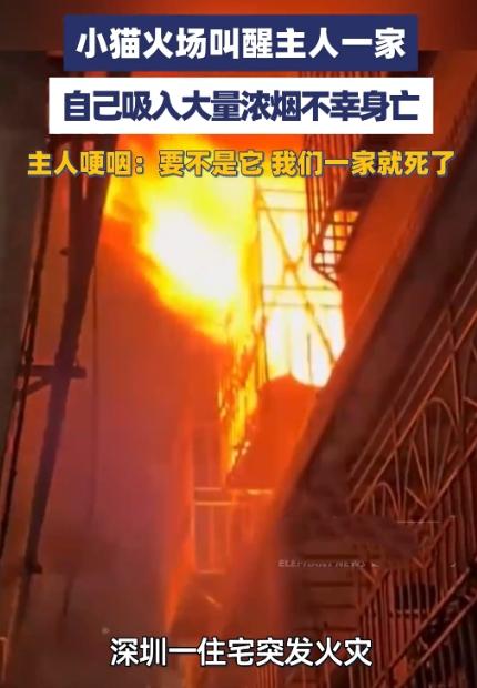 生死一刻！小猫用命换全家平安！5月25号凌晨4点多，深圳一户人家正沉在梦乡，谁也