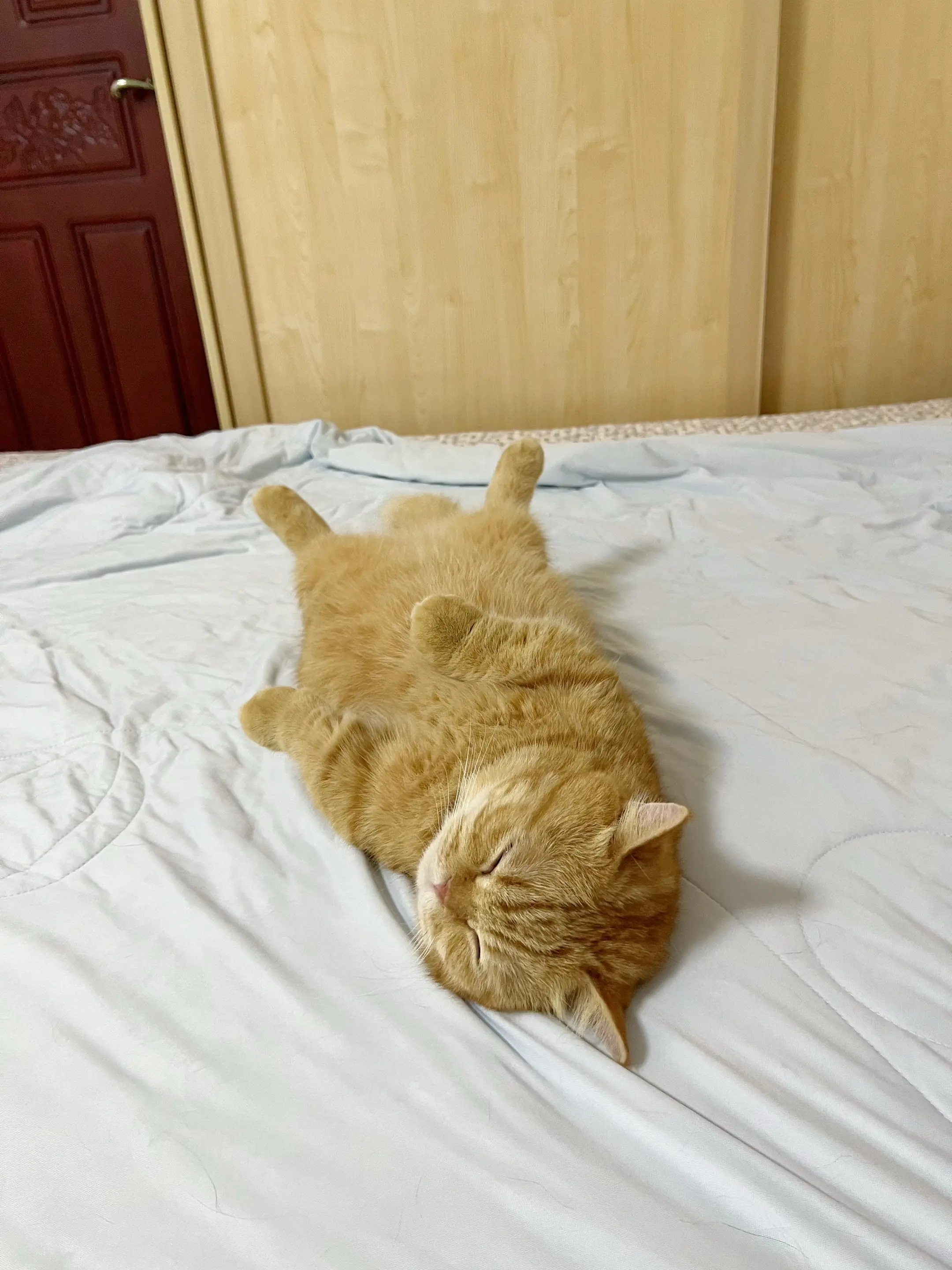 小猫咪的腿怎么能这么短。