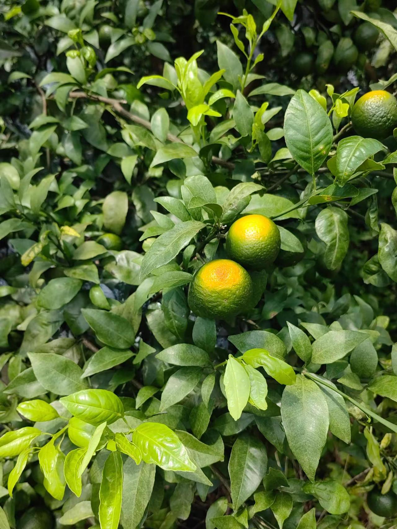 还有救吗？？两天时间，到处是这种情况，我叫老板买个桶，不懂明天我的意思不记录真实