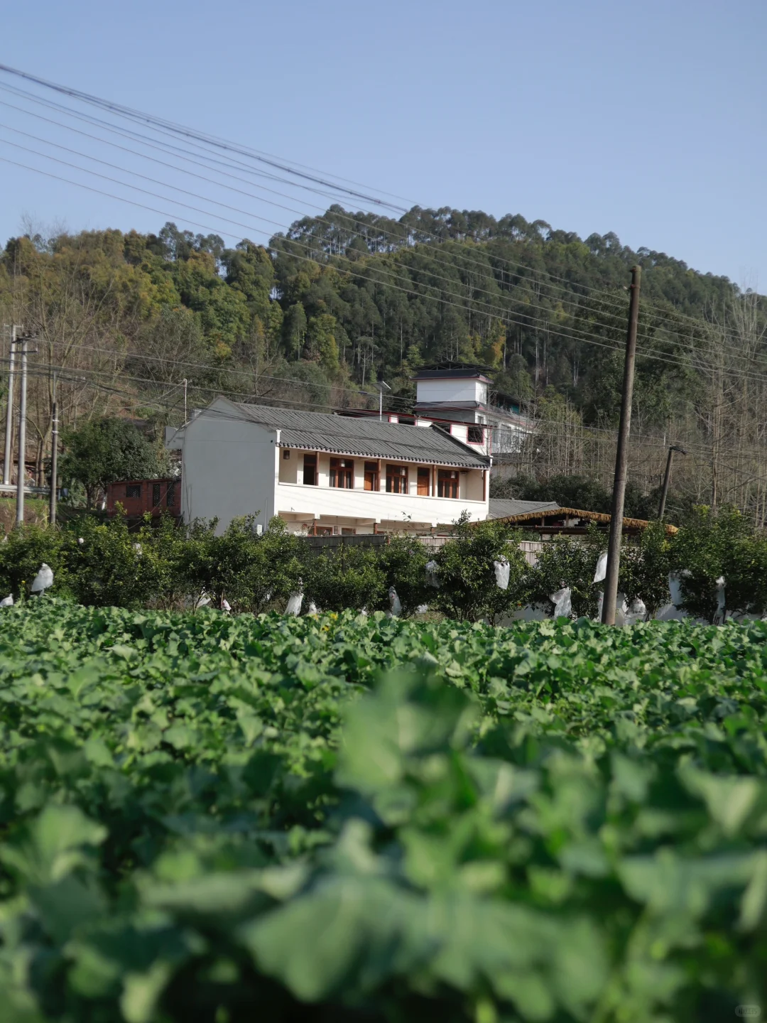 我住农村，自己打造的普通农村小院（🉑短住)