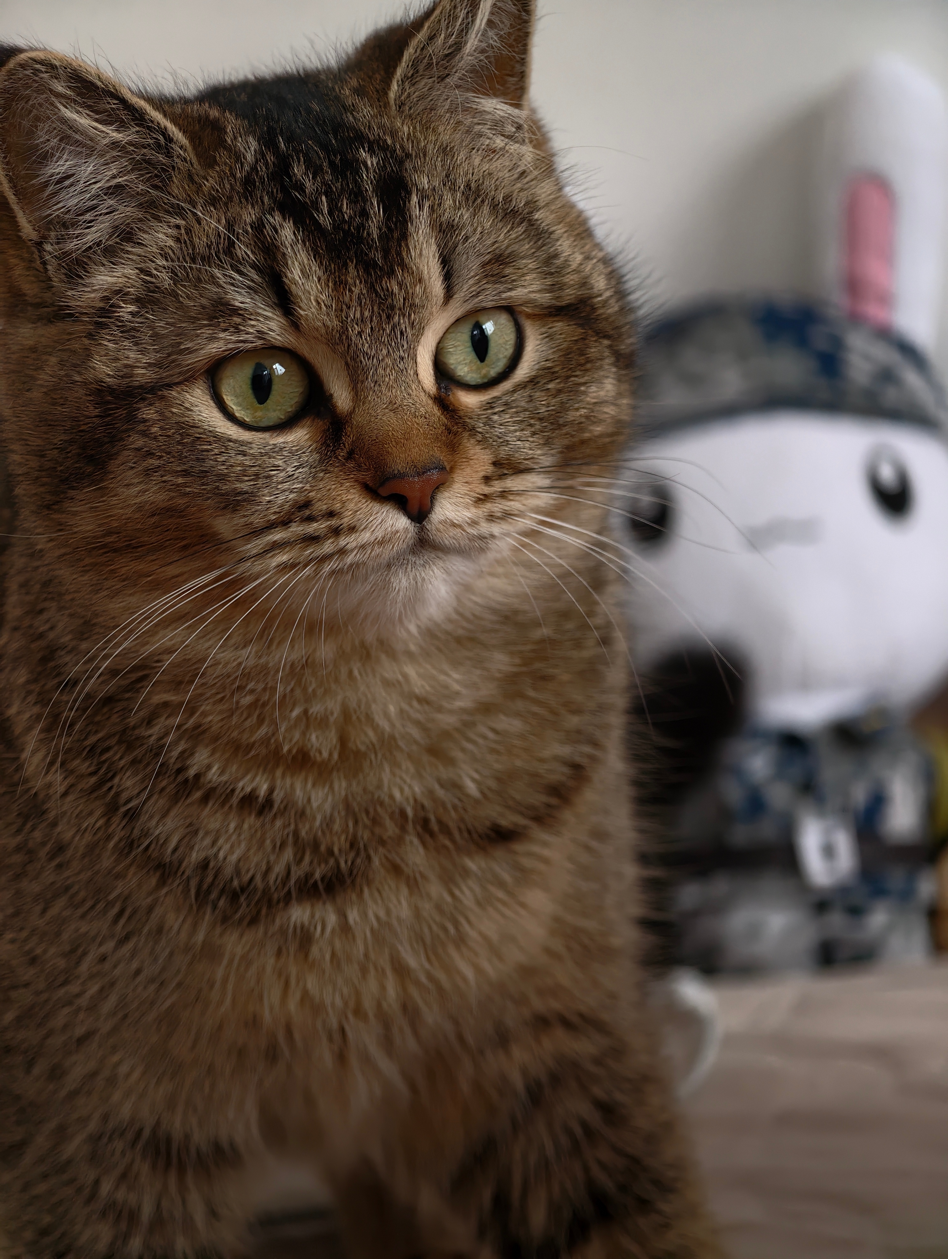 小猫守家26天在主人床上拉满便便小猫会清理自己，但猫💩是真的真的很臭！这床单连