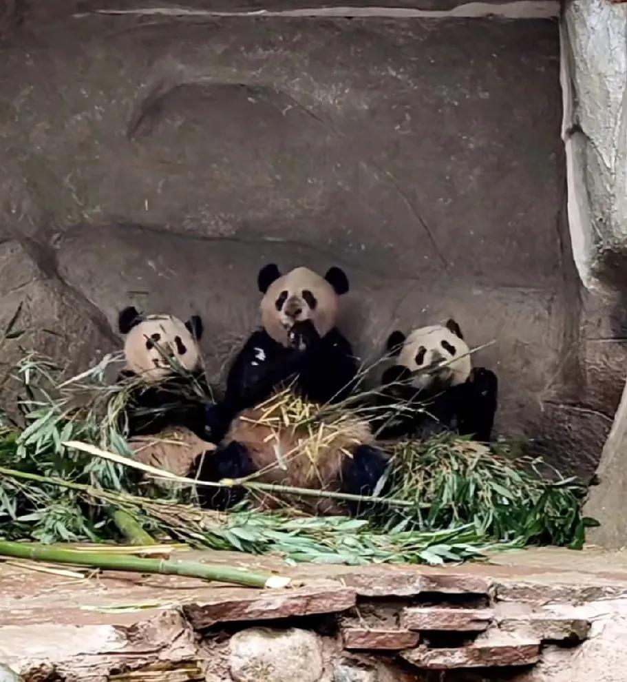 汪佳黑恶势力团伙干饭中！第一次看见妈妈比娃儿还黑，鼻子黑的整整齐齐的，是黑鼻帮吗