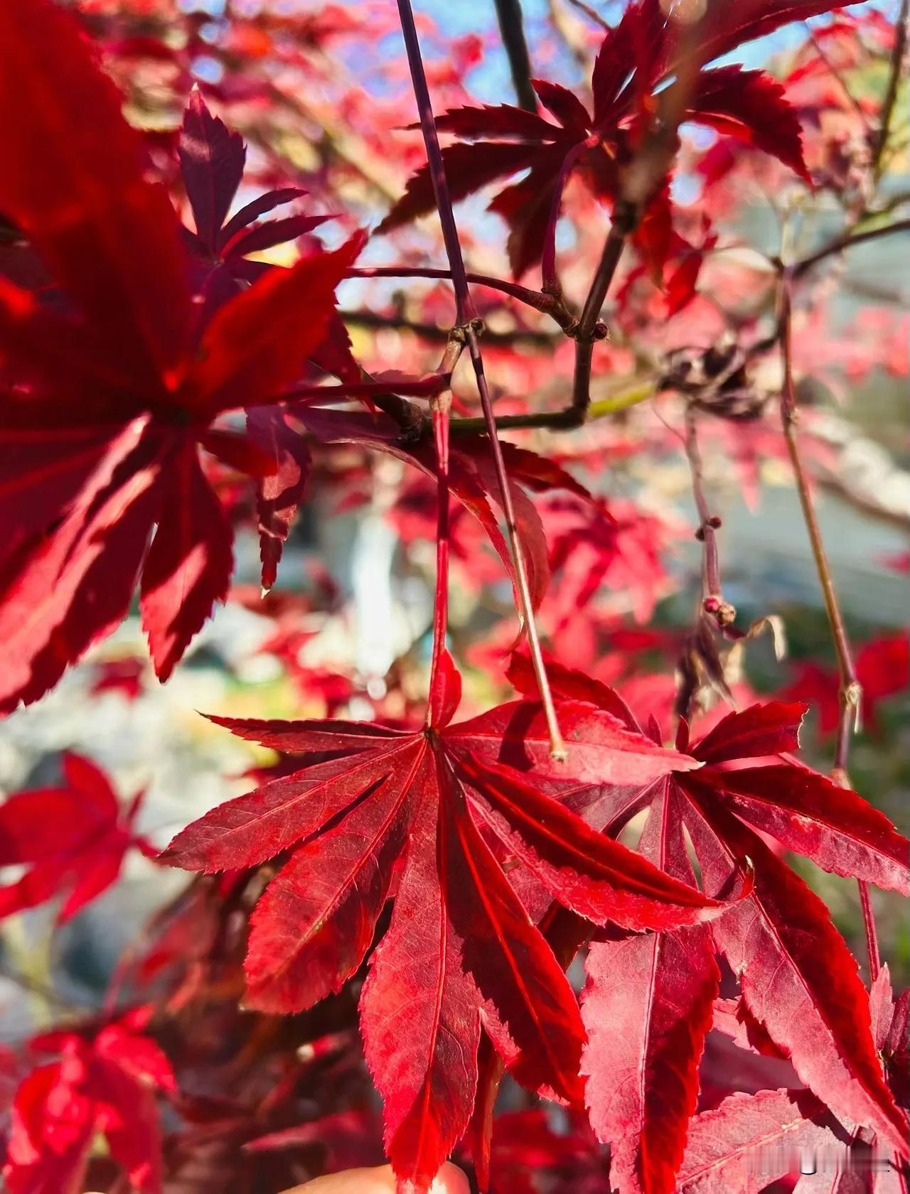 2026最想实现的一件事身体健康，事事如意，心想事成，赚钱发财[得意]