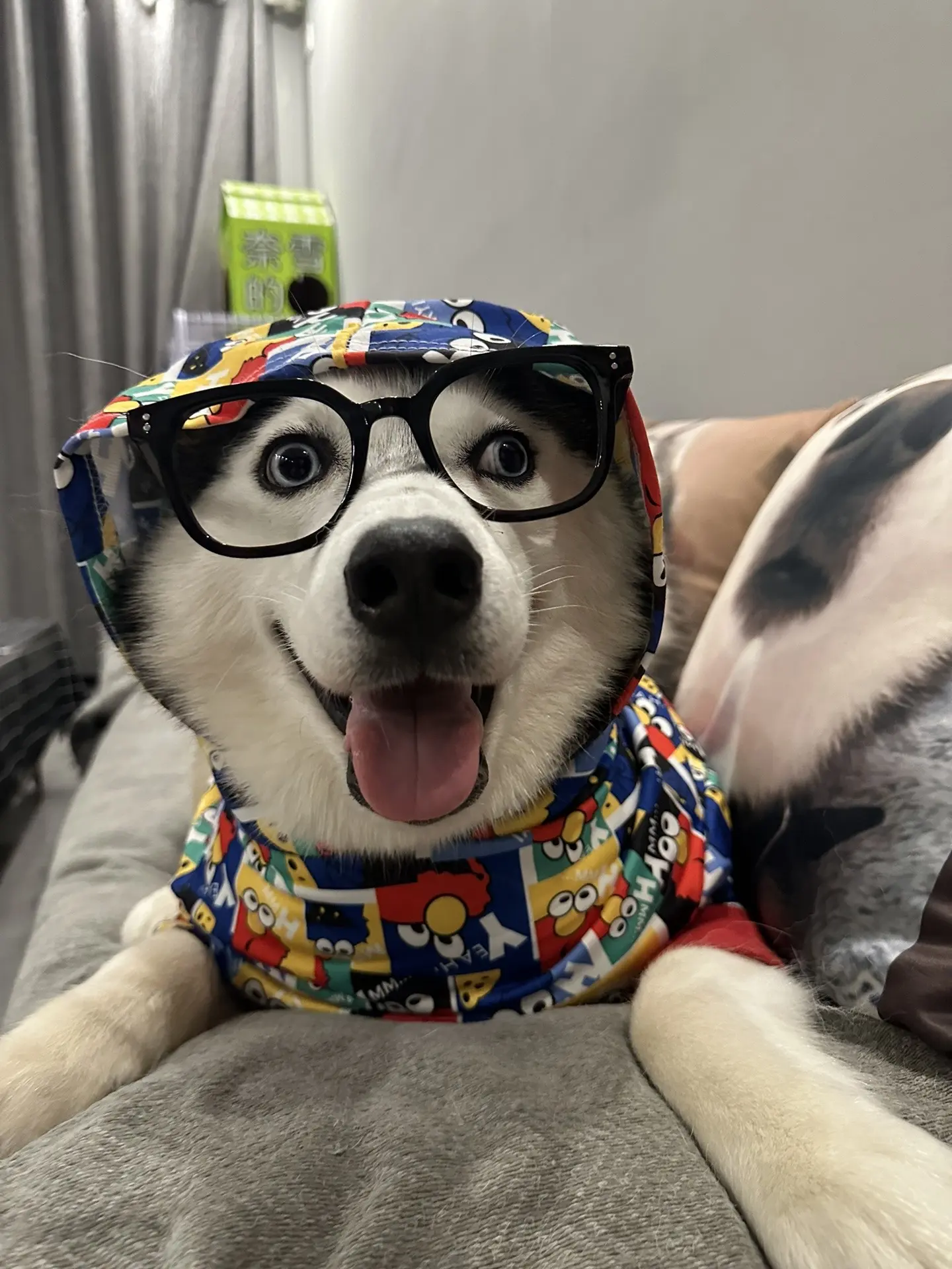 眼镜小狗