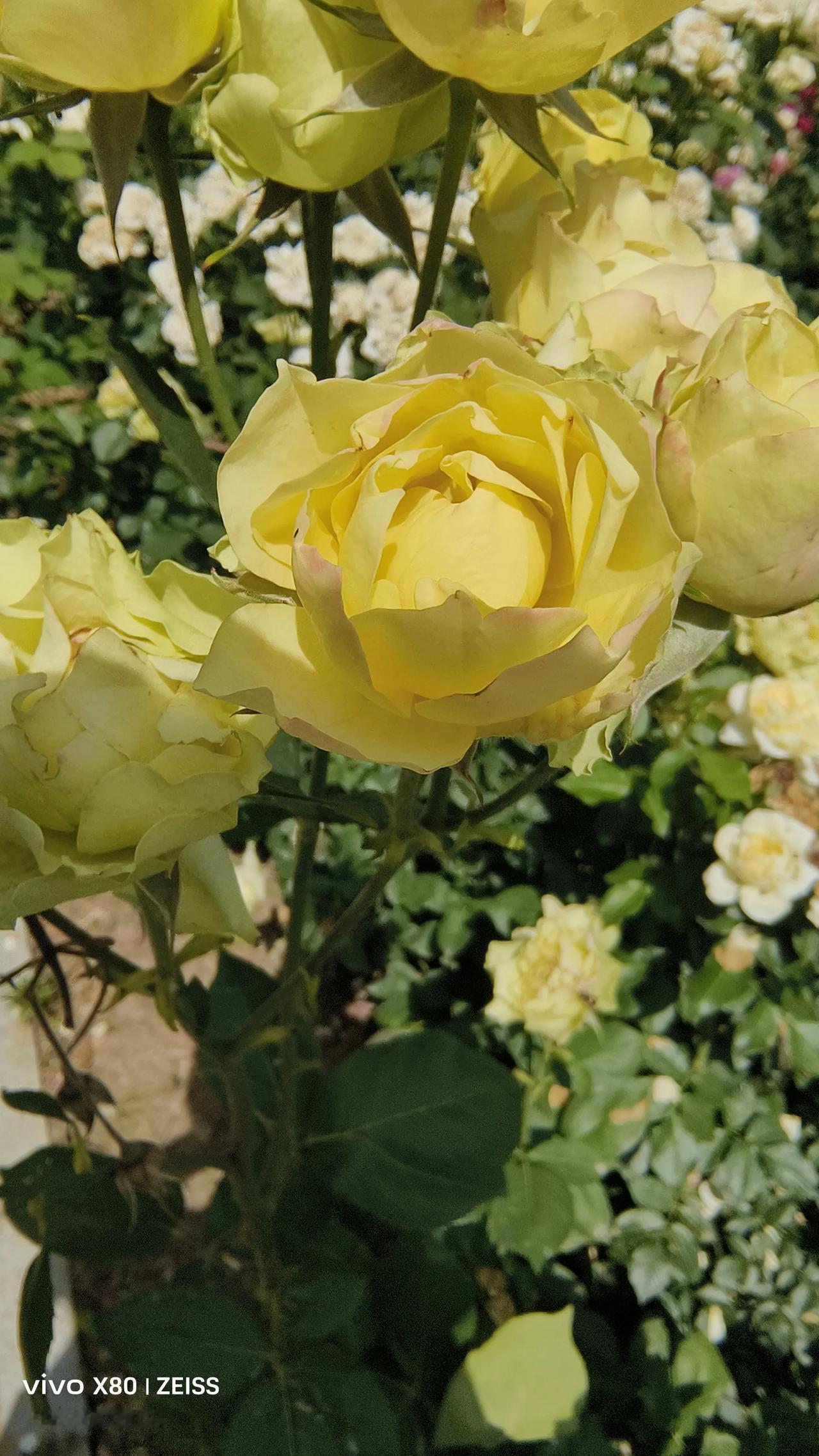 分享手机里拍摄的花花草草