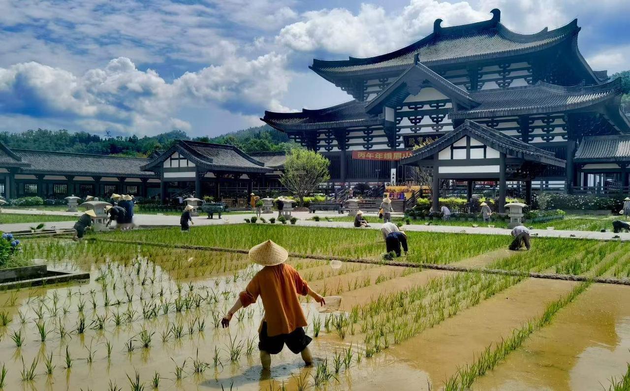 山门内的插秧人（洪雅光明寺）
图文原创：片片影迷
分享城市新鲜事