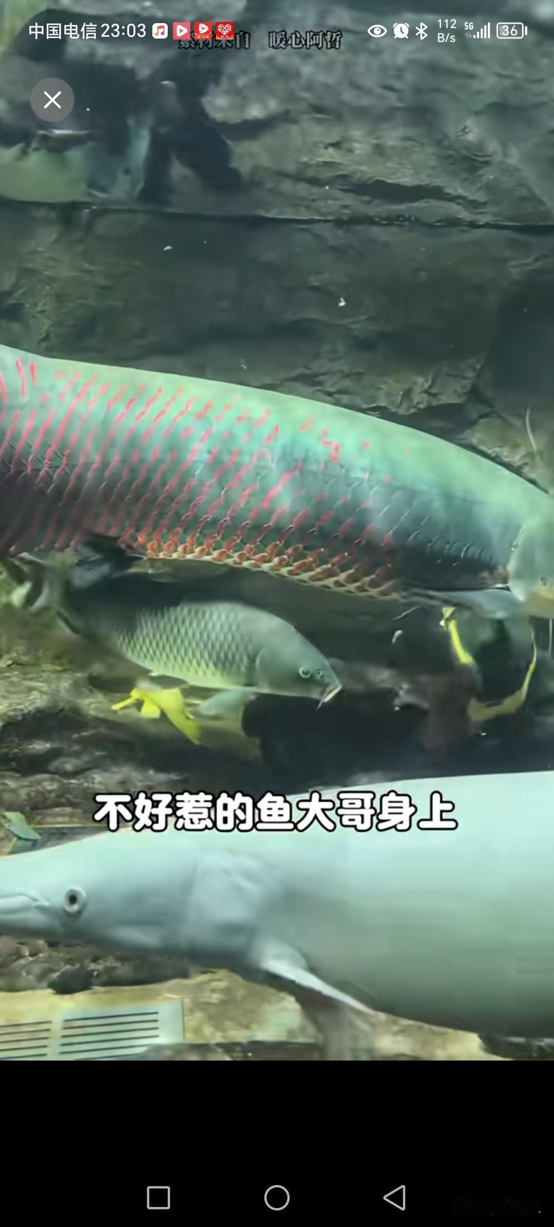 刀疤鲤，从3斤一年长到15～20斤。
这是怎么做到了，鲤鱼长的那么快。
有点不怎