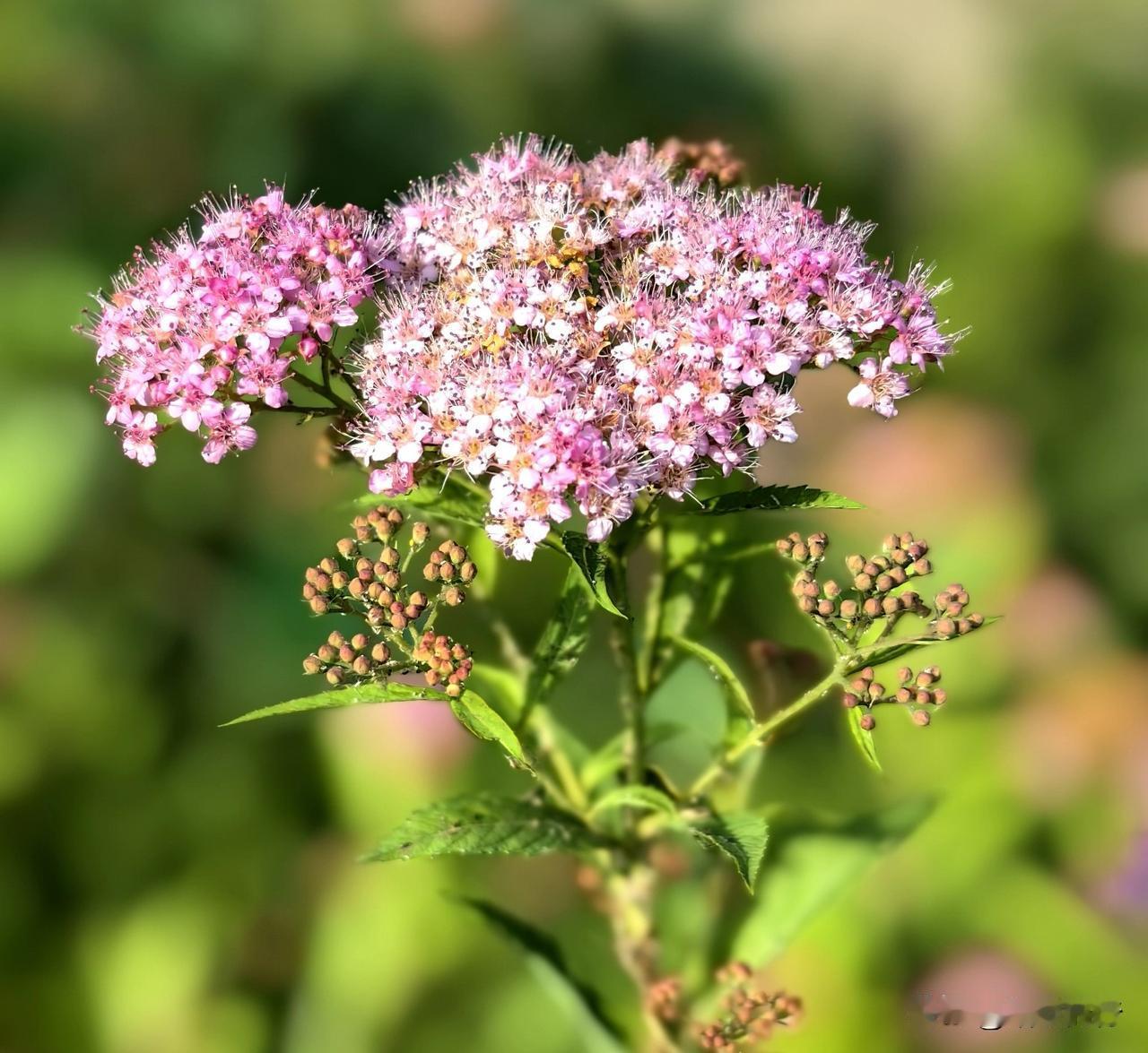 “苦乐无二境，迷悟非两心，只在一转念间耳。”
苦乐之境，皆由心造；
迷悟之分，仅