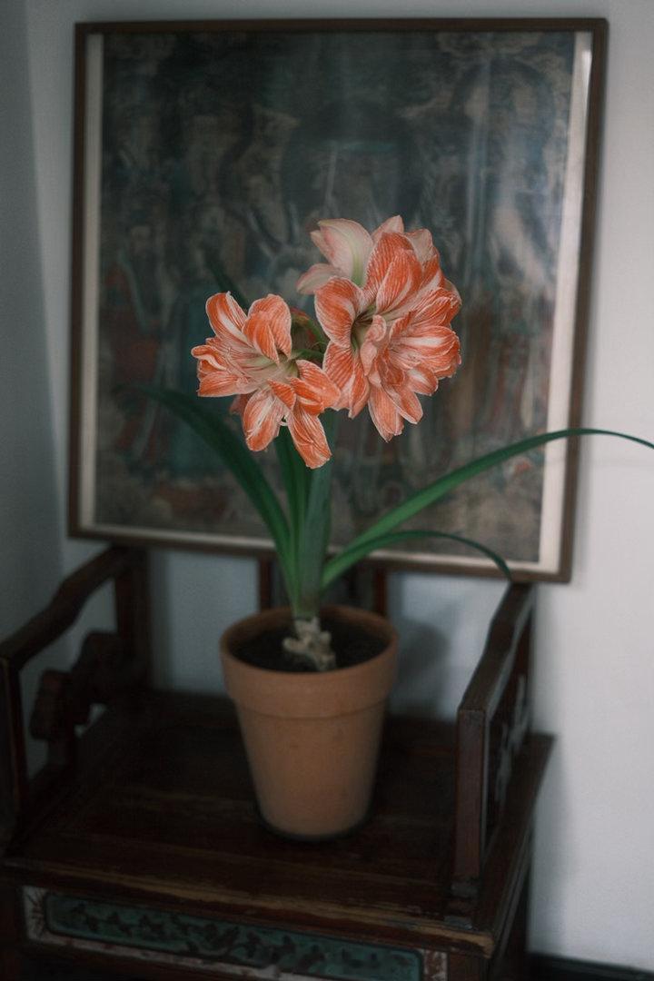阳光少女朱顶红，红颜绝色。植物