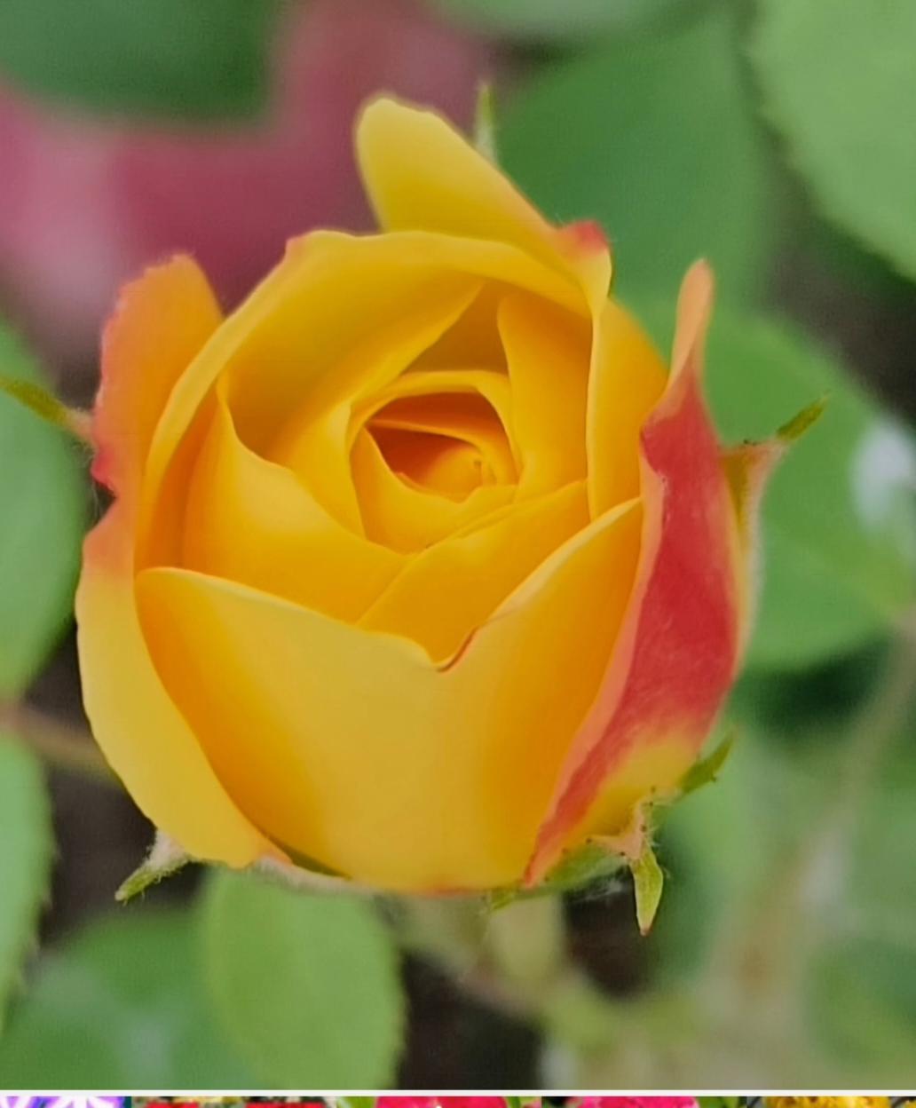 世界上找不到两片完全相同的花瓣，万物皆具个性，差异是自然法则的核心。果实的事业是