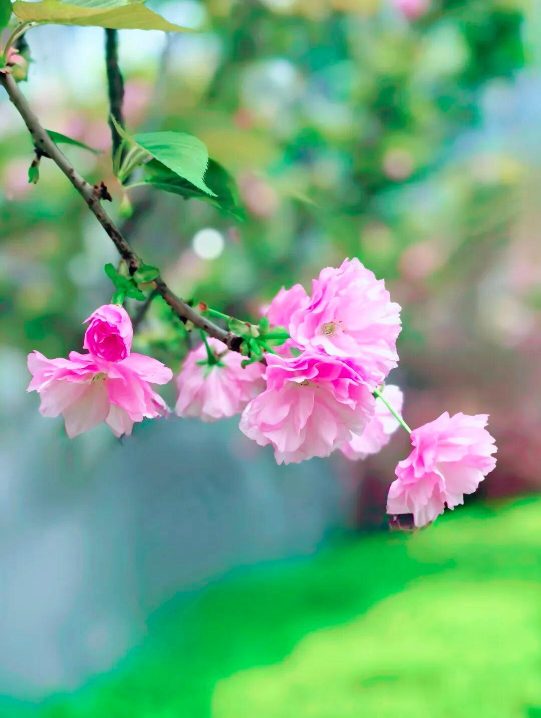 踏莎行 · 夏日寻春

鸟倦高枝，
苗忧酷暑，
青松向上䕨缠住。
思驱骏马踏云程