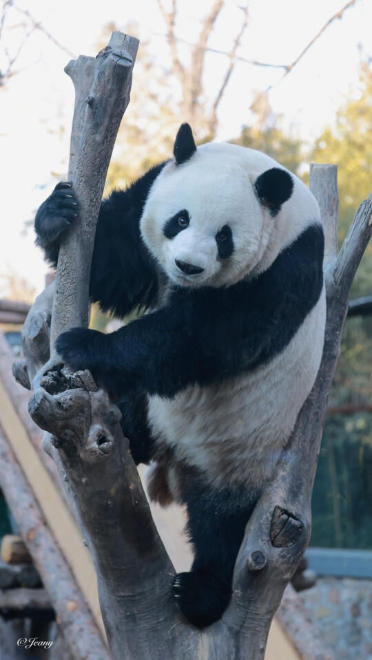 2.17萌兰🐼解锁新的视角么么又帅又酷🐼