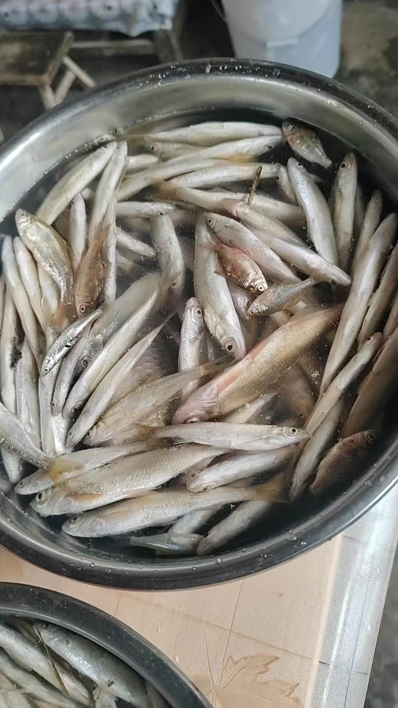 你吃过这种小鱼吗？

小时候的渠沟里，长满了这种小鱼，印象中这种小鱼味道鲜美。是