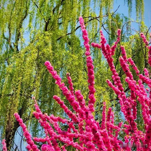 上联:花红柳绿春光好
下联:燕舞莺歌百花香
上联:平平仄仄平平仄
​下联:仄仄平