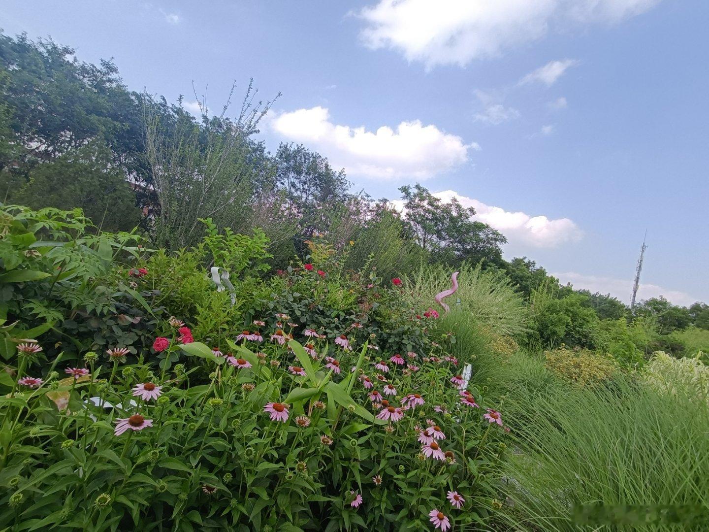 手机摄影 岁月静好芬芳灿烂惬意无限 