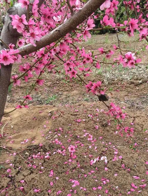 韶华不为少年留
（首发）
清芬暗递漫桃源，
露染娇颜粉泪潸。
不负花期春媚好，