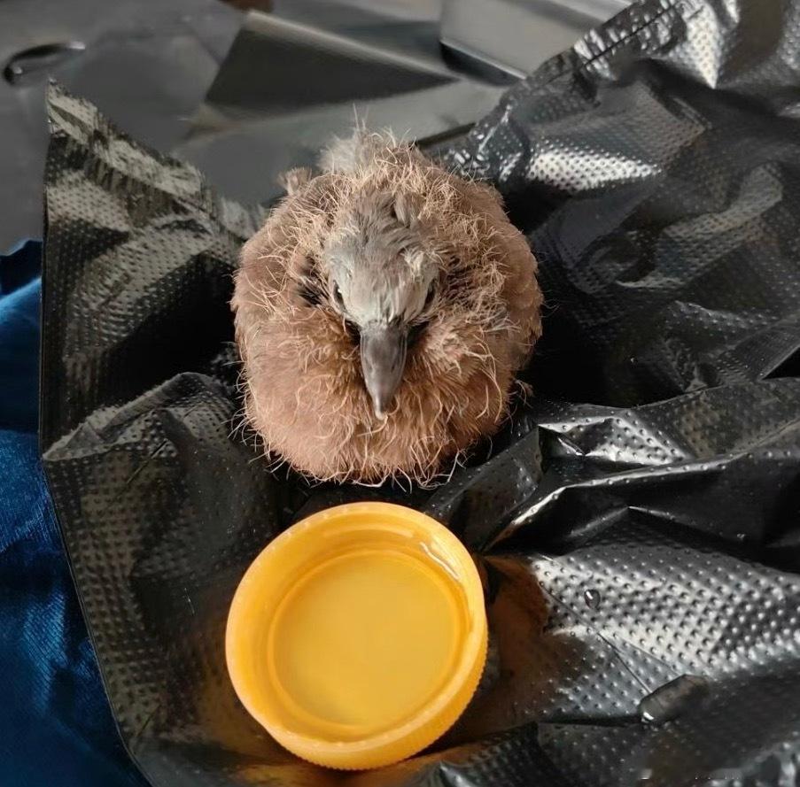 鸟粉投稿 捡到一只潦草的【珠颈斑鸠】幼鸟还被拉了一手