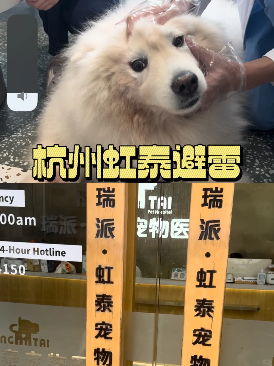 杭州虹泰，误诊差点让我失去小狗