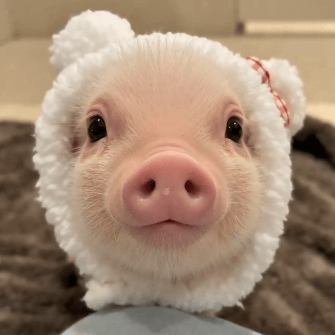 拱你当然是因为稀饭你呀🐽 
