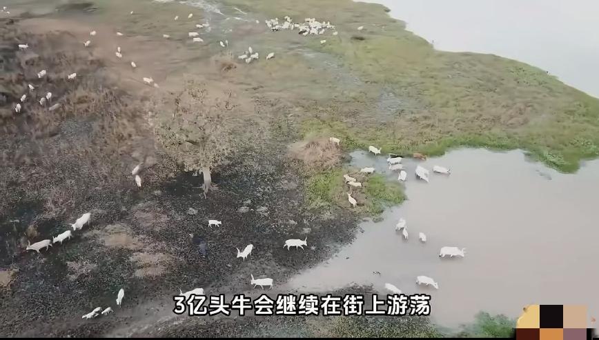 印度有三亿多流浪牛，天天靠啃食垃圾过日子，在印度教义里，牛属于神的坐骑，印度人不