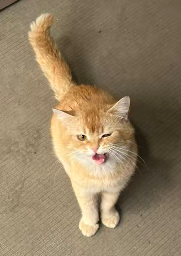 这是橘猫吗？ 