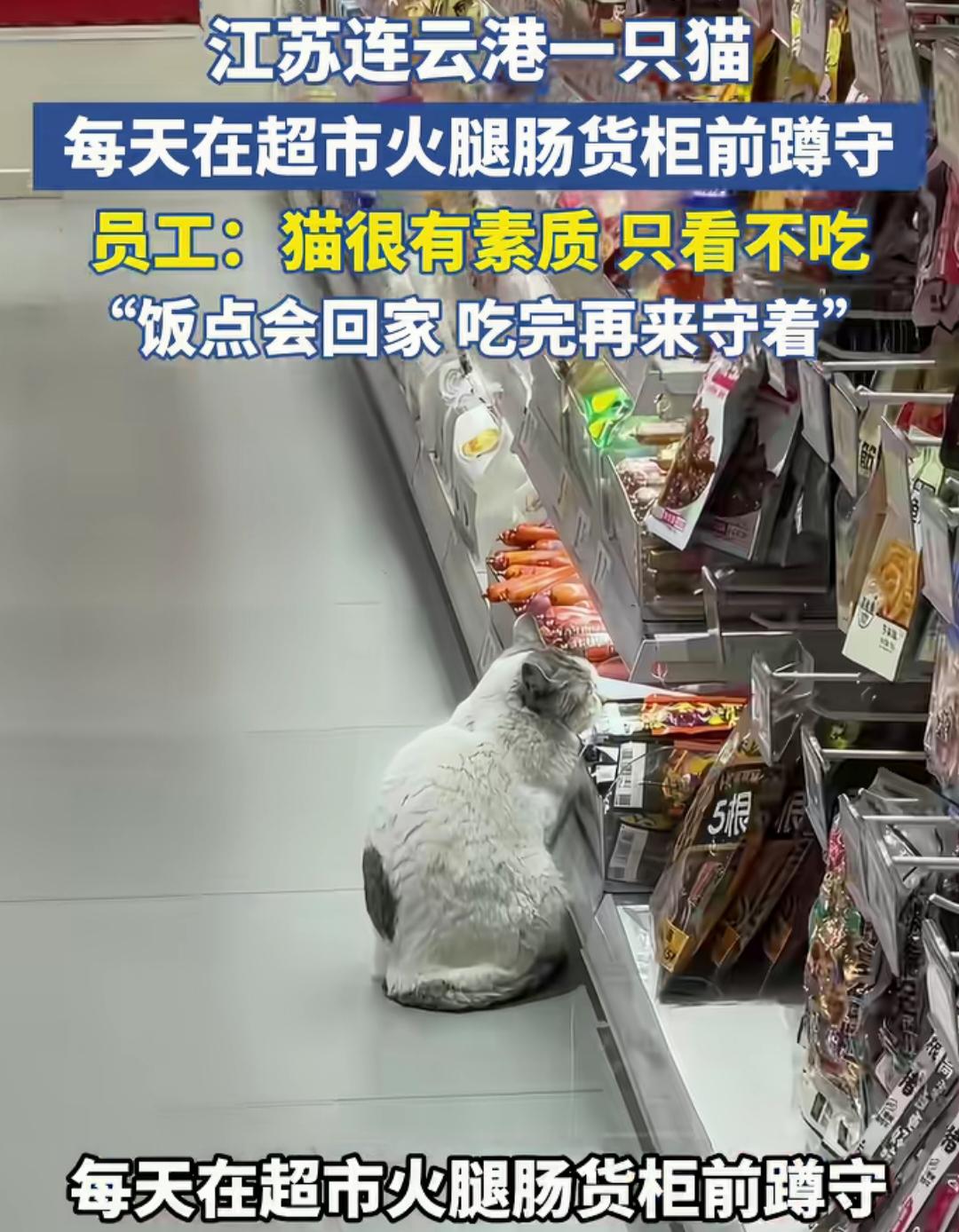 江苏连云港，一只猫每天在超市火腿肠货柜前蹲守。没想到，它只看不吃，到饭点会回家吃