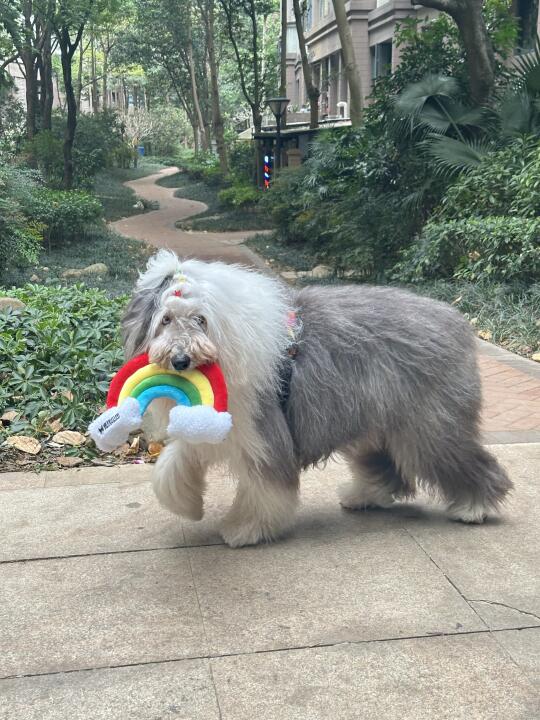 带狗旅行2年，才知道什么叫无条件的爱