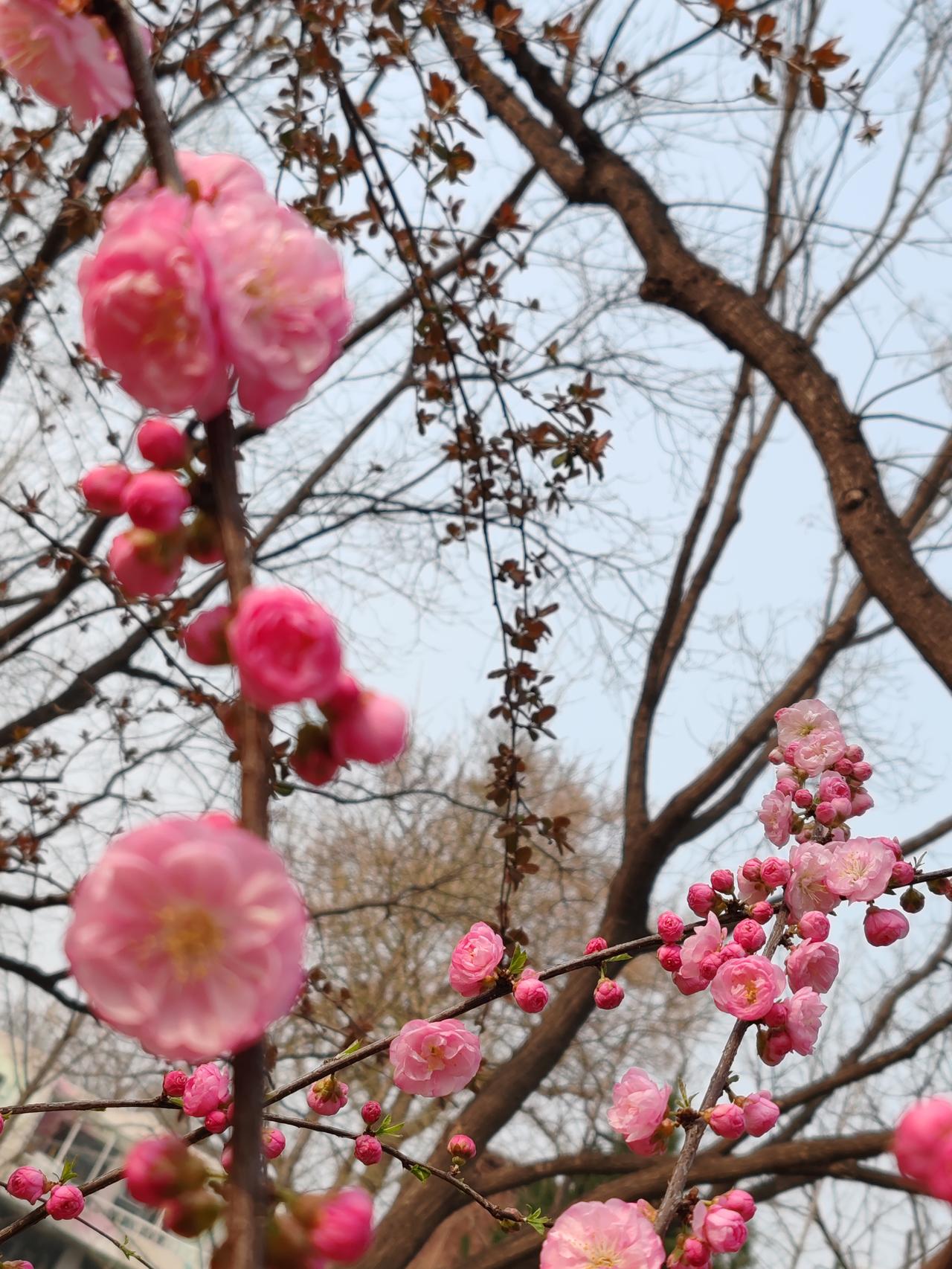 春日生活打卡季随手拍。