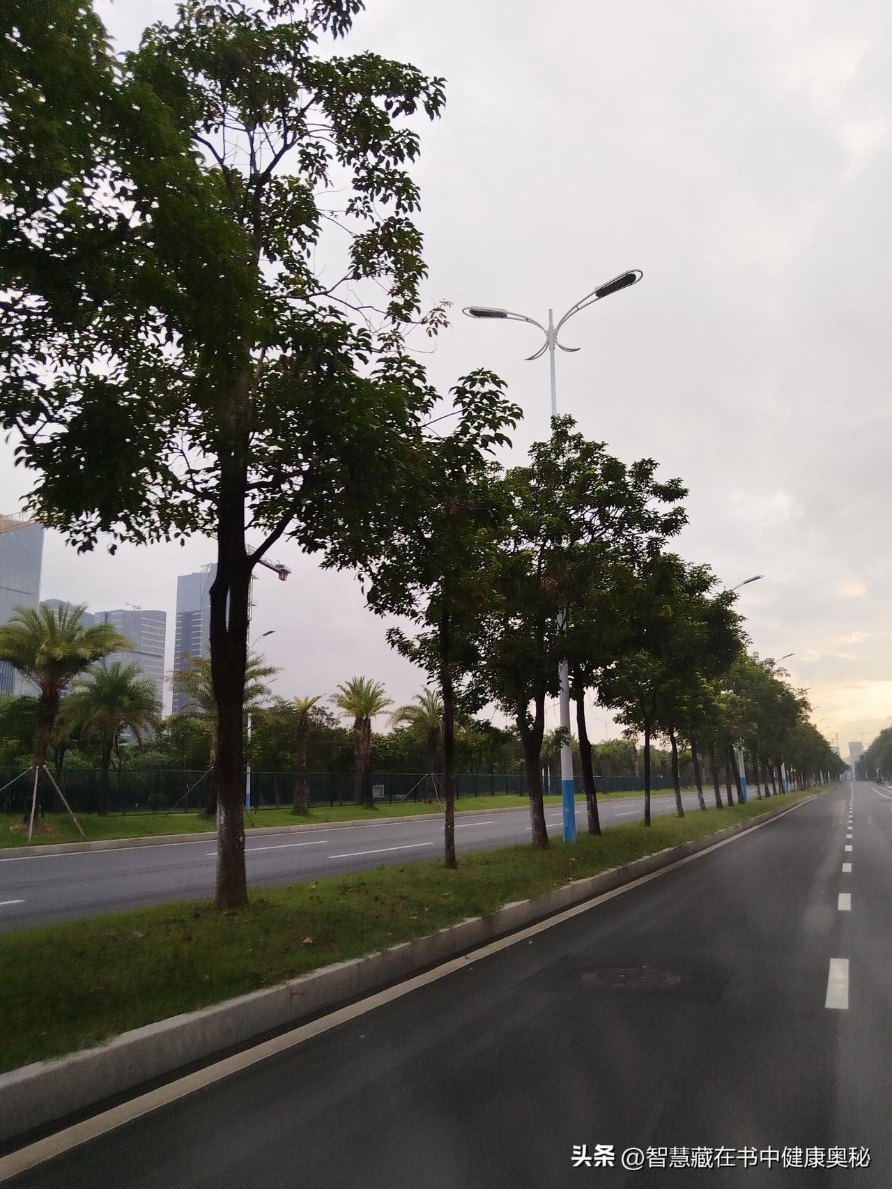 清晨六点，窗外的天光还带着一夜未褪的微蓝，鸟鸣却已经三三两两地响起，像是谁在调试