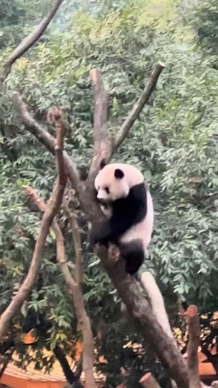 今天下午小五睡到下午四点半钟才起床，他们两个一直折腾到下午六点钟。这是于爱，小五