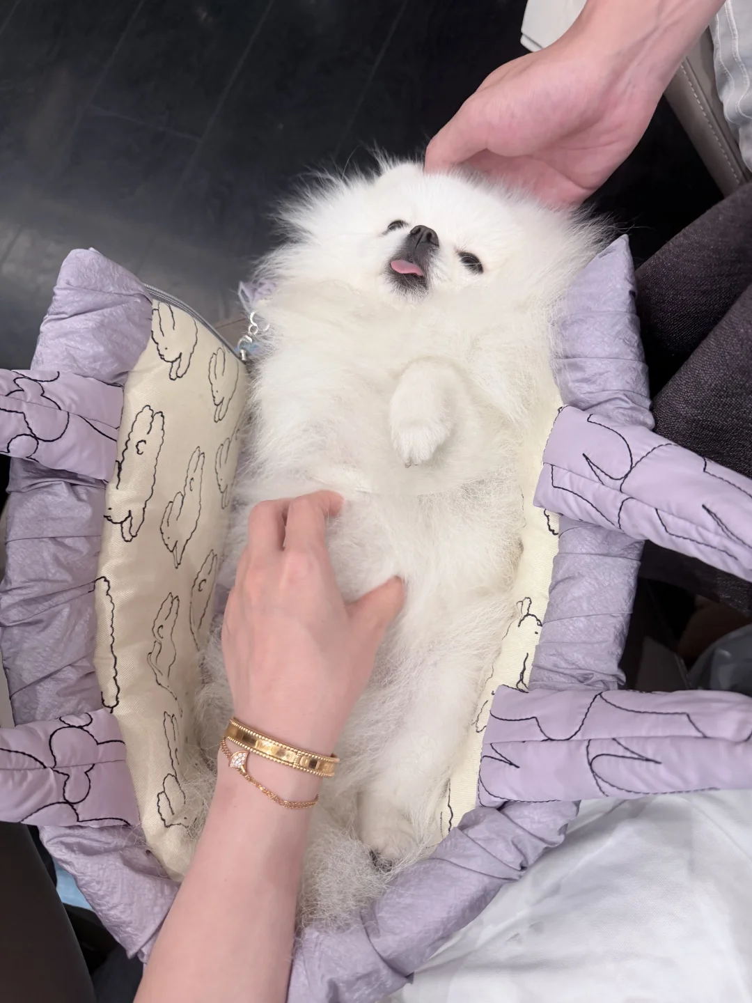 总有狗在替我岁月静好