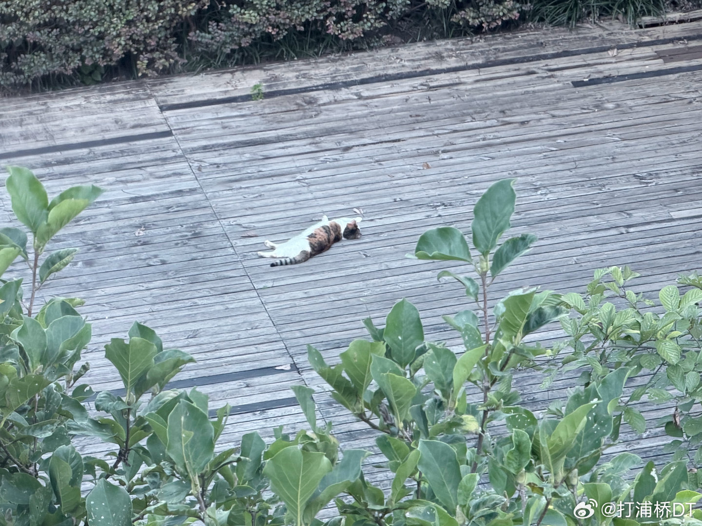 热猫 
