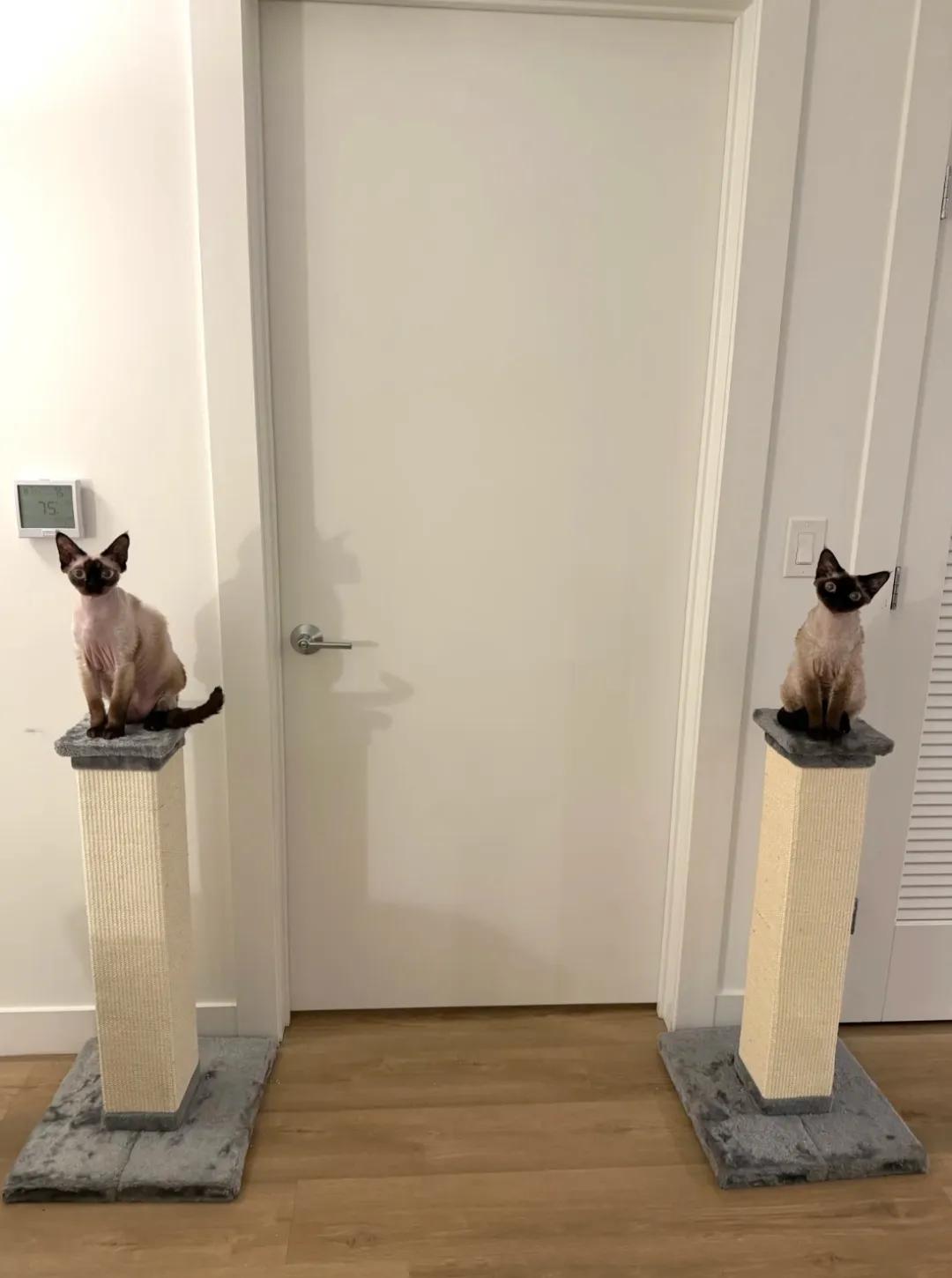 埃及法老都没我排面大！[笑哭][笑哭][笑哭]
两只猫猫神镇守我家！罗马柱上会长