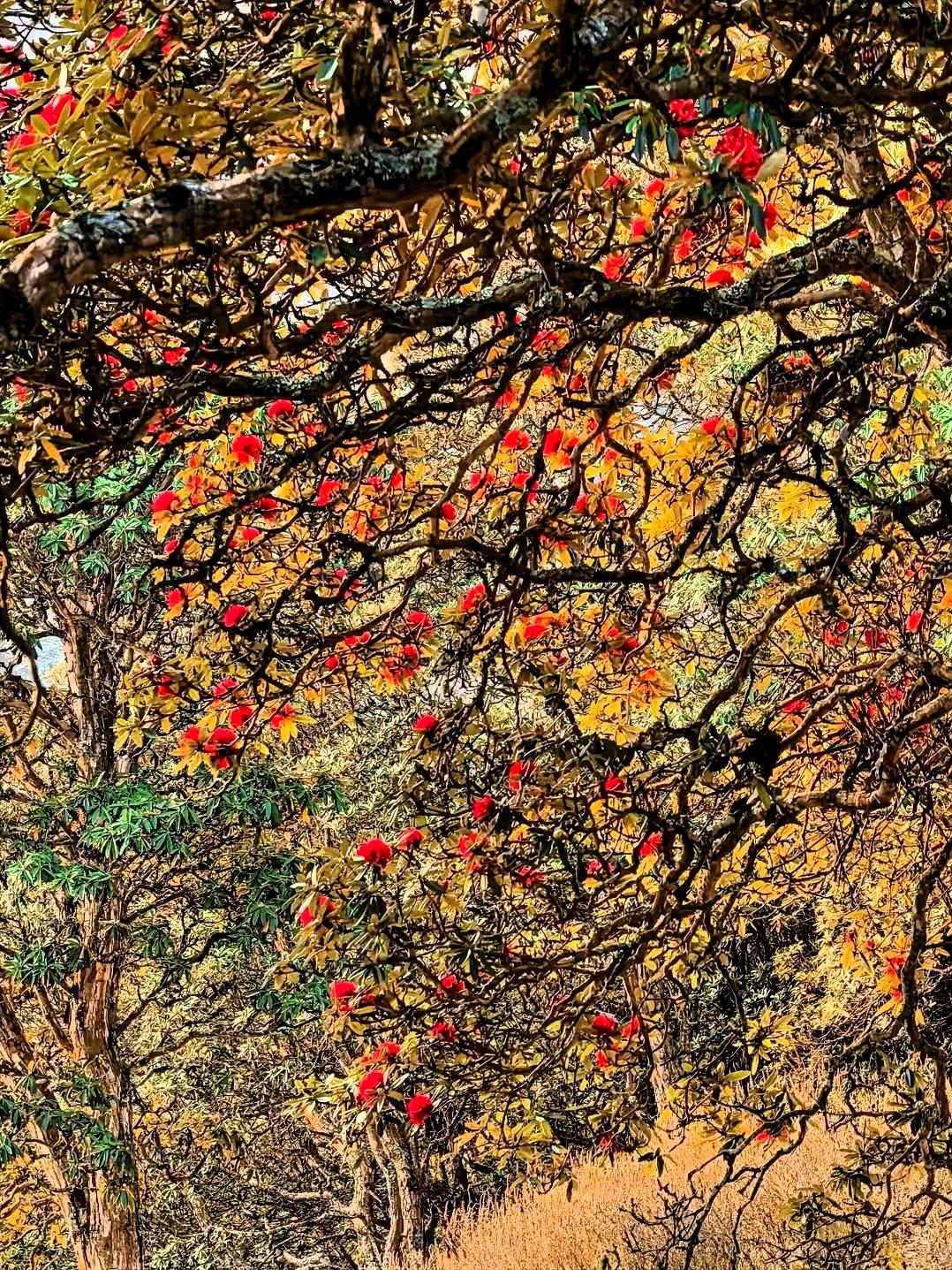 在这海拔2000米的地方，空气清新而稀薄，大树杜鹃却能如此茁壮地生长，不得不让人