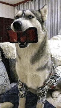 家里养狗的作用，不就体现出来了吗？