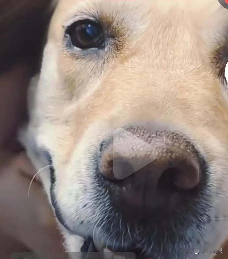 养了十几年的爱犬患上了肿瘤，主人为减轻它的痛苦，将它抱到医院让医生打一针安乐死。