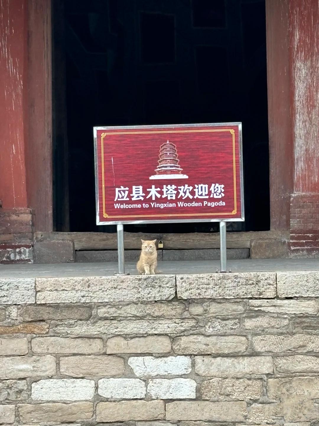 这次应县木塔护塔猫猫立大功！可能猫咪也有灵性，知道这座千年木塔每年以不...