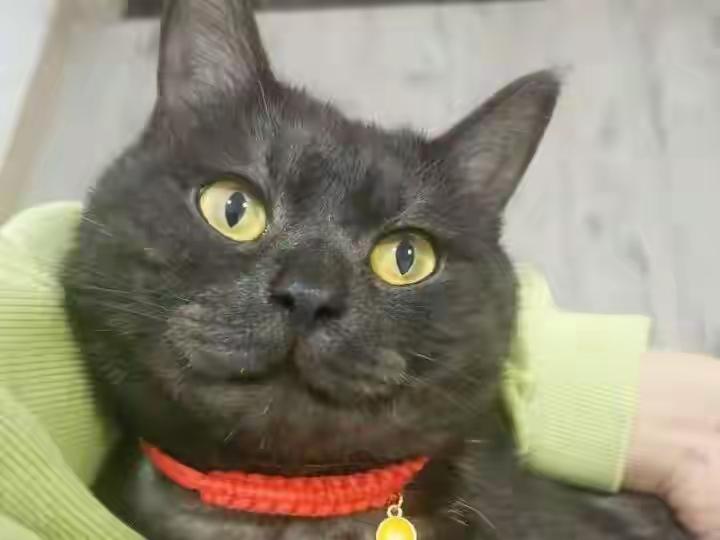 【完整榜单】女生9天接100多单上门喂猫，竟然赚了8500元！这是怎么做到的？背