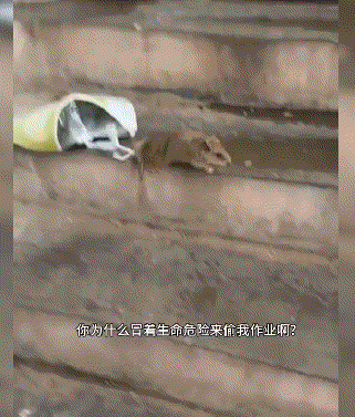 小孩:我作业被老鼠偷走了，有视频为证！