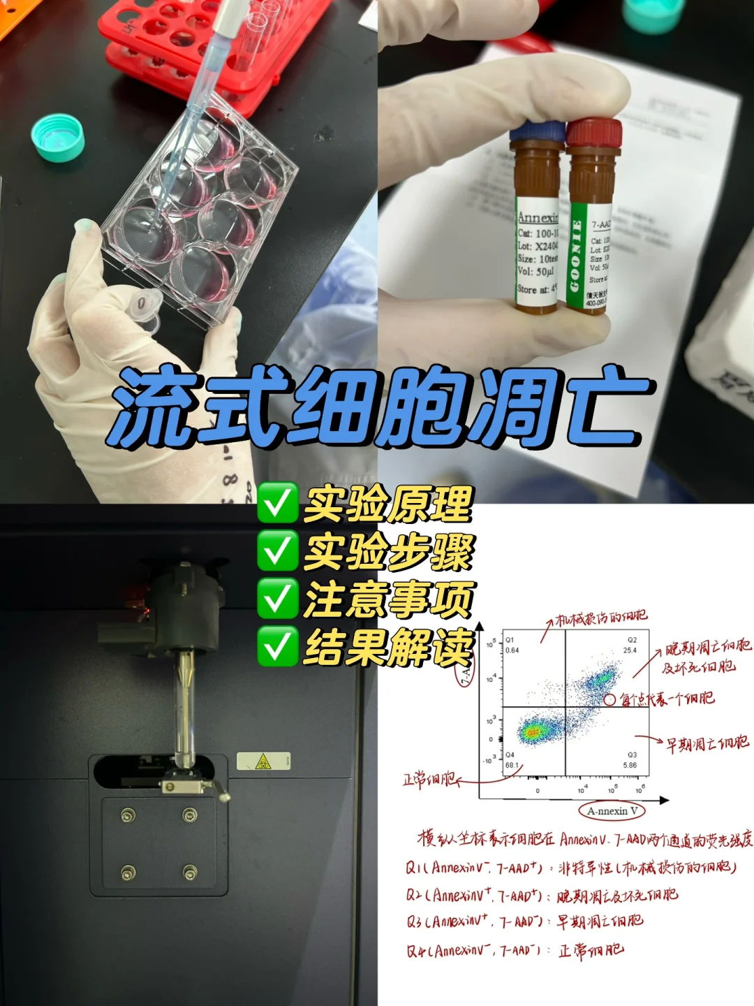 流式细胞凋亡实验步骤及结果解读❗