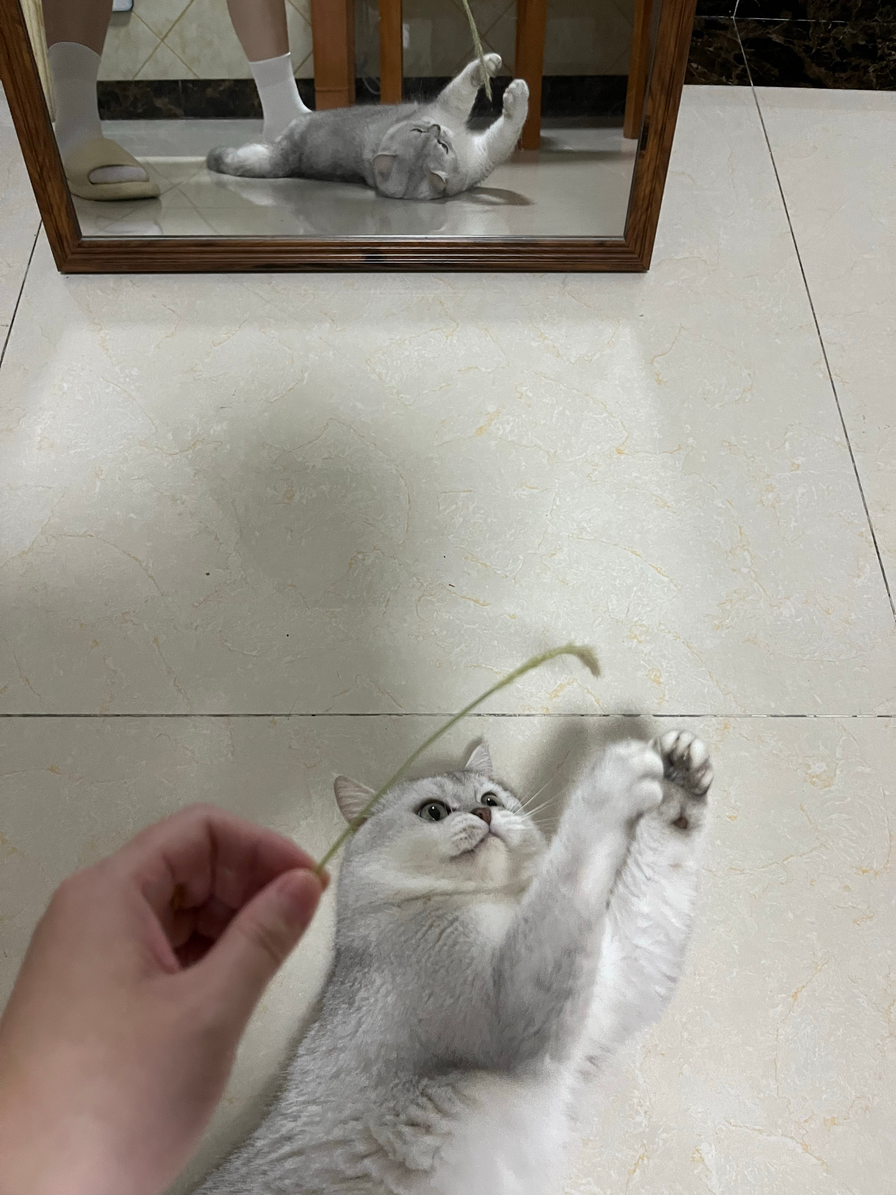 咩咩小九  出去一趟给咩咩带回来了“小猫手机”
